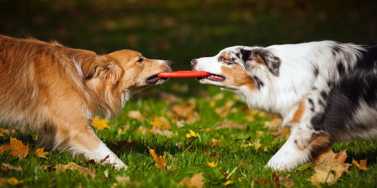 Hunder smittes også med flåttbårne bakterier og virus om høsten
